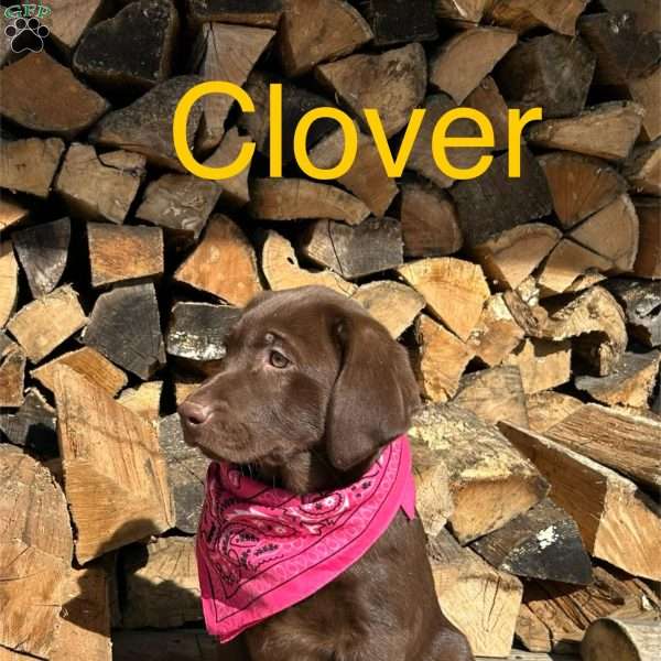 Clover, Chocolate Labrador Retriever Puppy